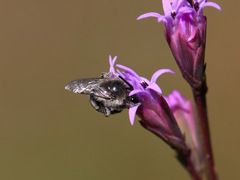 Colletes longifacies