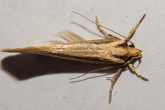 Tingena chloradelpha