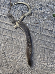 Ophisaurus ventralis