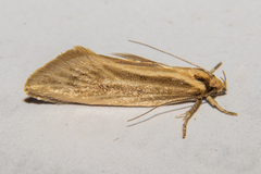 Tingena chloradelpha