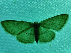 Scopula minorata