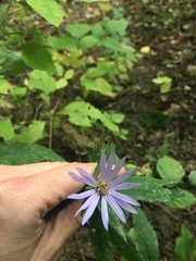 Symphyotrichum retroflexum