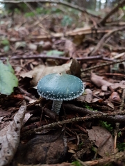 Stropharia aeruginosa
