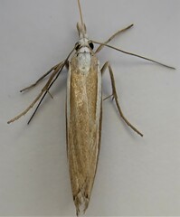 Orocrambus vittellus