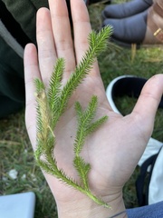 Lycopodium