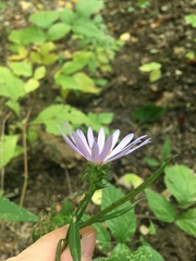 Symphyotrichum retroflexum