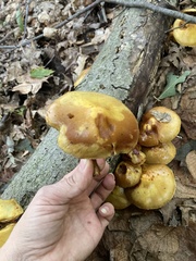 Agaricineae