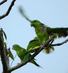 Graydidascalus brachyurus