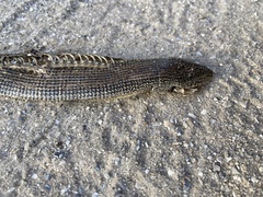 Ophisaurus ventralis