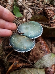 Stropharia aeruginosa