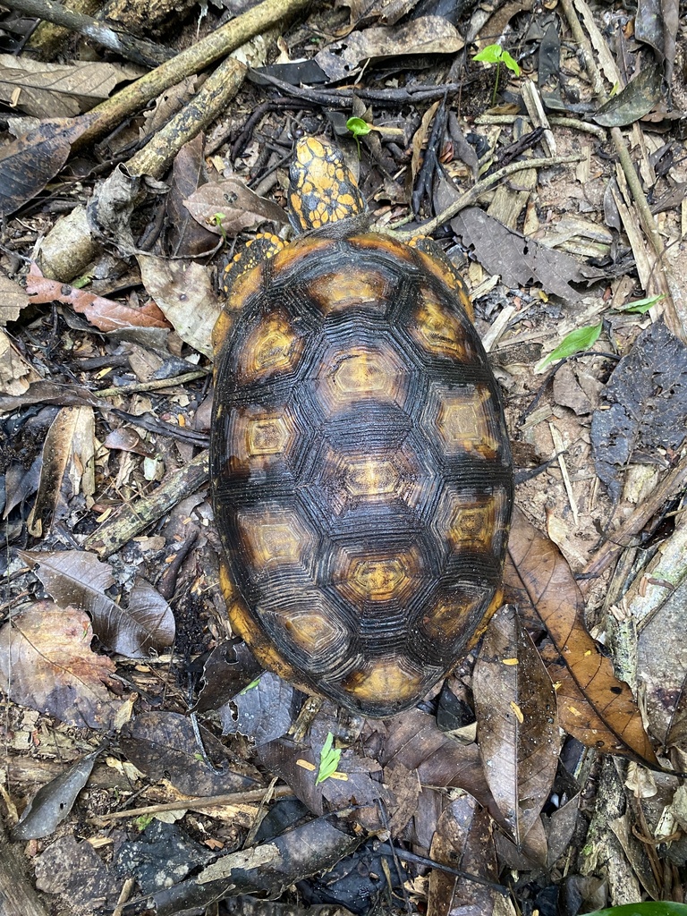 Brazilian Giant Tortoise in October 2022 by sachamau · iNaturalist