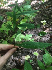 Symphyotrichum retroflexum