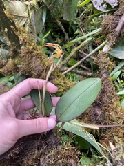 Maxillaria pachyacron