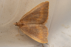 Xanthorhoe occulta