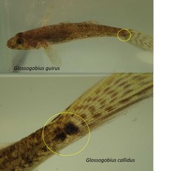Glossogobius giuris