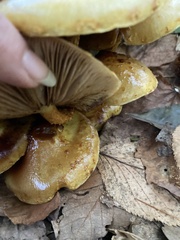 Agaricineae