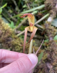 Maxillaria pachyacron