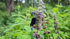 Bombus mexicanus