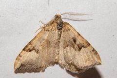 Xanthorhoe semifissata