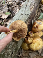 Agaricineae