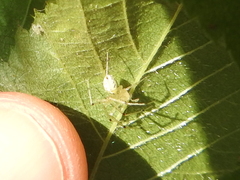 Theridiidae