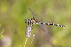 Phyllogomphoides stigmatus