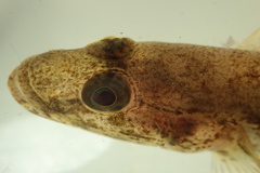 Glossogobius giuris