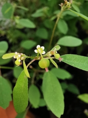 Euphorbia graminea