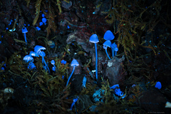 Mycena abramsii