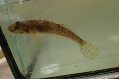 Glossogobius giuris