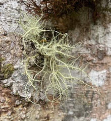 Usnea hirta