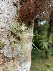 Usnea hirta