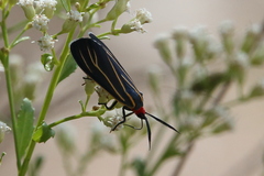 Ctenucha venosa