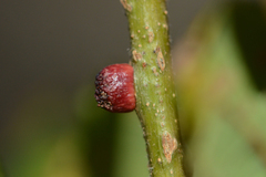 Disholcaspis mellifica