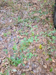 Rhynchosia cytisoides