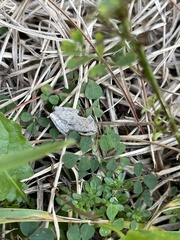 Hyla femoralis