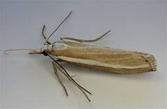 Orocrambus vittellus