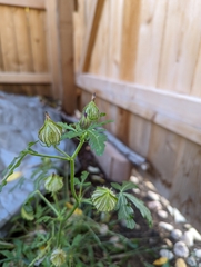 Hibiscus trionum