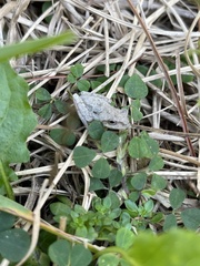 Hyla femoralis