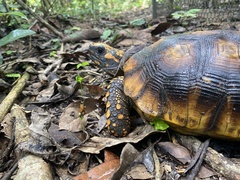 Chelonoidis denticulatus