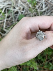 Hyla femoralis