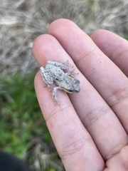 Hyla femoralis
