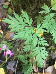 Dicentra eximia