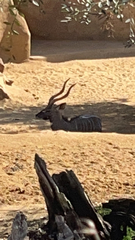 Tragelaphus