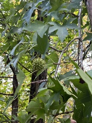 Liquidambar