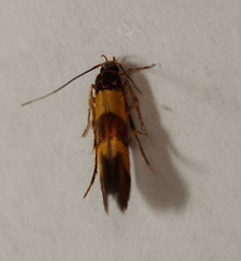 Aeoloscelis chrysophoenicea