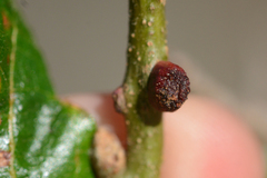 Disholcaspis mellifica