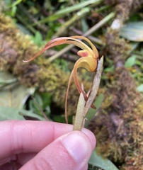 Maxillaria pachyacron
