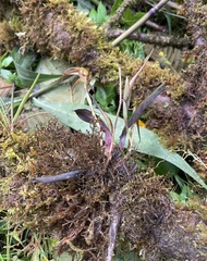 Maxillaria pachyacron