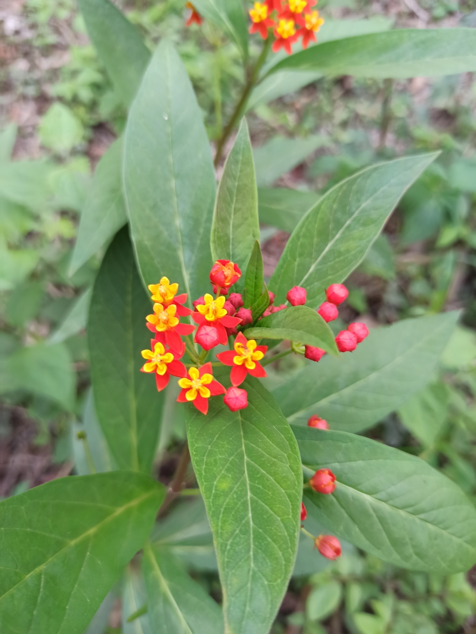 Asclepias curassavica